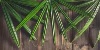 Puzzle Palm leaves