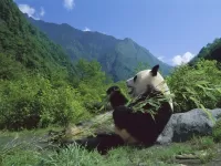 Rompecabezas Panda