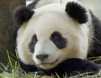 Quebra-cabeça Panda