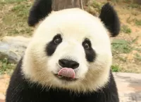 Rompicapo Panda