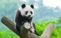 Slagalica Panda