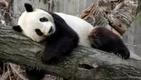 Quebra-cabeça Panda