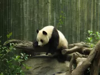 Bulmaca Panda