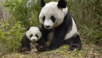 Slagalica Panda