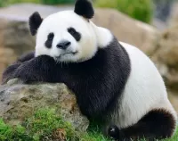 Bulmaca Panda