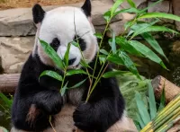 Puzzle panda and bamboo