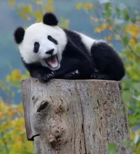 パズル Panda and stump