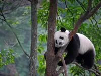 Слагалица Panda on the tree
