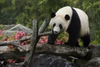 Rompecabezas Panda in nature