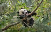 Bulmaca Panda in a tree