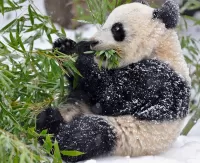 Quebra-cabeça panda in winter
