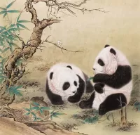 Zagadka Panda