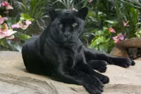 Jigsaw Puzzle Panther