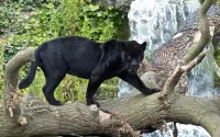 Puzzle Panther on a tree