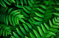 Rätsel Green leaves