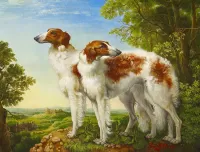 Zagadka Pair of greyhounds