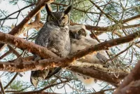 Slagalica Pair of owls