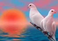 Пазл Пара голубей