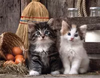 Quebra-cabeça Pair of kittens