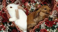 Quebra-cabeça A couple of rabbits