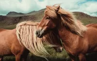 Пазл Пара лошадей