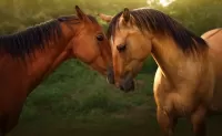 パズル A pair of horses