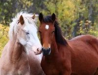 Quebra-cabeça Pair of horses
