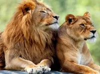Bulmaca A pair of lions