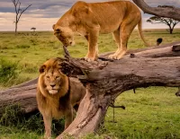 Слагалица Pair of lions