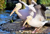 Jigsaw Puzzle A pair of pelicans