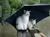 Пазл Пара под зонтом