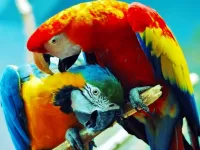 Jigsaw Puzzle Pair of parrots