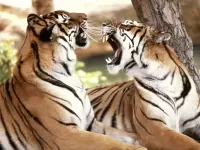 Jigsaw Puzzle Para tigrov