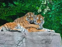 Puzzle Para tigrov