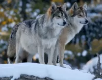 Zagadka A pair of wolves