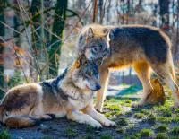 Rompecabezas Pair of wolves