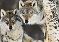 パズル Pair of wolves