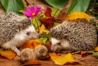 Jigsaw Puzzle Pair of hedgehogs