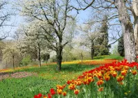 Слагалица Park tulips