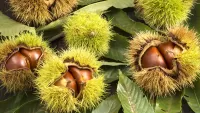パズル Paired chestnuts