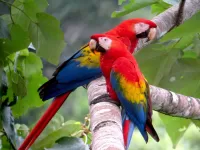 Слагалица Parrots
