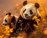 Quebra-cabeça A couple of pandas