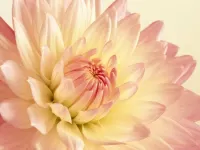 Slagalica Pastel petals