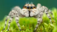 Rompecabezas Spider in the grass