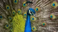 Rätsel Peacock