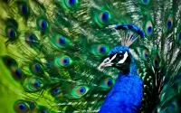 Puzzle Peacock