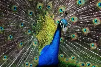Bulmaca Peacock