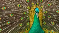 Rompecabezas Peacock