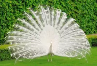 Quebra-cabeça Peacock