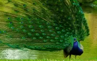 Слагалица Peacock